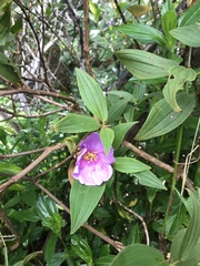 Melastoma septemnervium