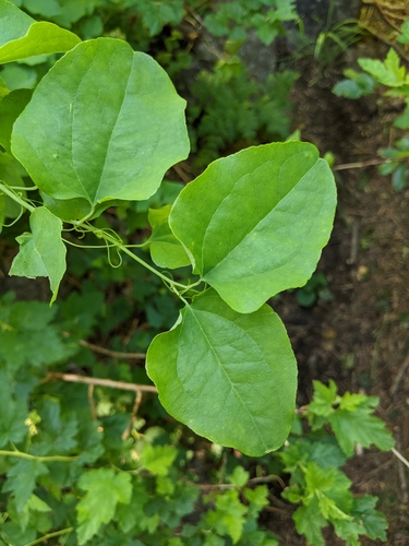 Image of Smilax jamesii by (c) Kayla Sweeten, some rights reserved (CC BY)