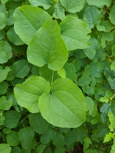 Image of Smilax jamesii by (c) Kayla Sweeten, some rights reserved (CC BY)