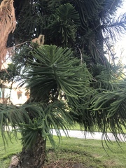Araucaria heterophylla