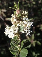 Ceanothus megacarpus megacarpus