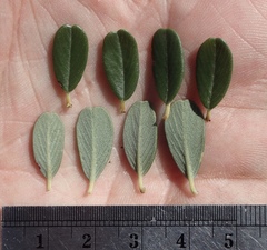 Ceanothus megacarpus megacarpus