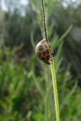 Epilachna paenulata