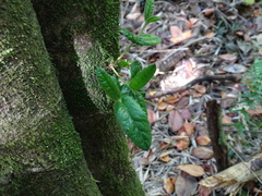 Eucryphia cordifolia