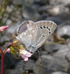 Icaricia icarioides austinorum