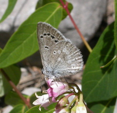 Icaricia icarioides austinorum