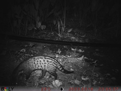 Large-Spotted Civet photo 3