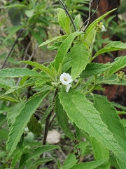 Varronia leucophlyctis