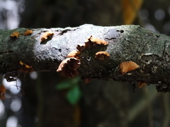 Anthracophyllum discolor