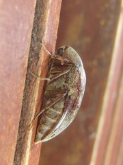 Ripiphoridae