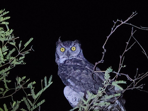 Great Horned Owl photographed in Arizona