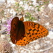 Carole's Fritillary - Photo (c) Nick Block, some rights reserved (CC BY), uploaded by Nick Block