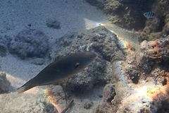 Stethojulis balteata