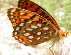 Speyeria coronis carolae