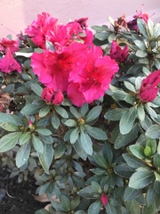 Rhododendron indicum