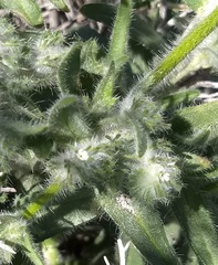 Cryptantha barbigera barbigera