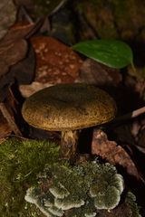 Lactarius