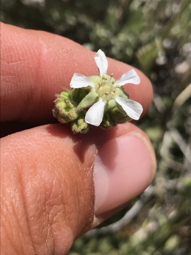 Image of Rydberg's Horkelia by (c) Adam J. Searcy, some rights reserved (CC BY)