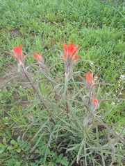 Castilleja