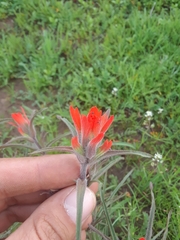 Castilleja