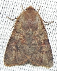 Orthosia rubescens