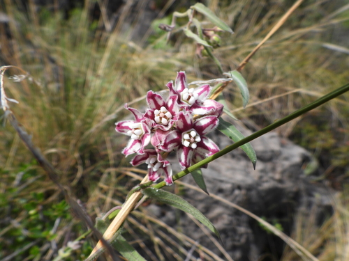 Image of Funastrum torreyi by (c) Leticia Jiménez Hernández, some rights reserved (CC BY-SA)