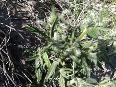 Cryptantha barbigera barbigera