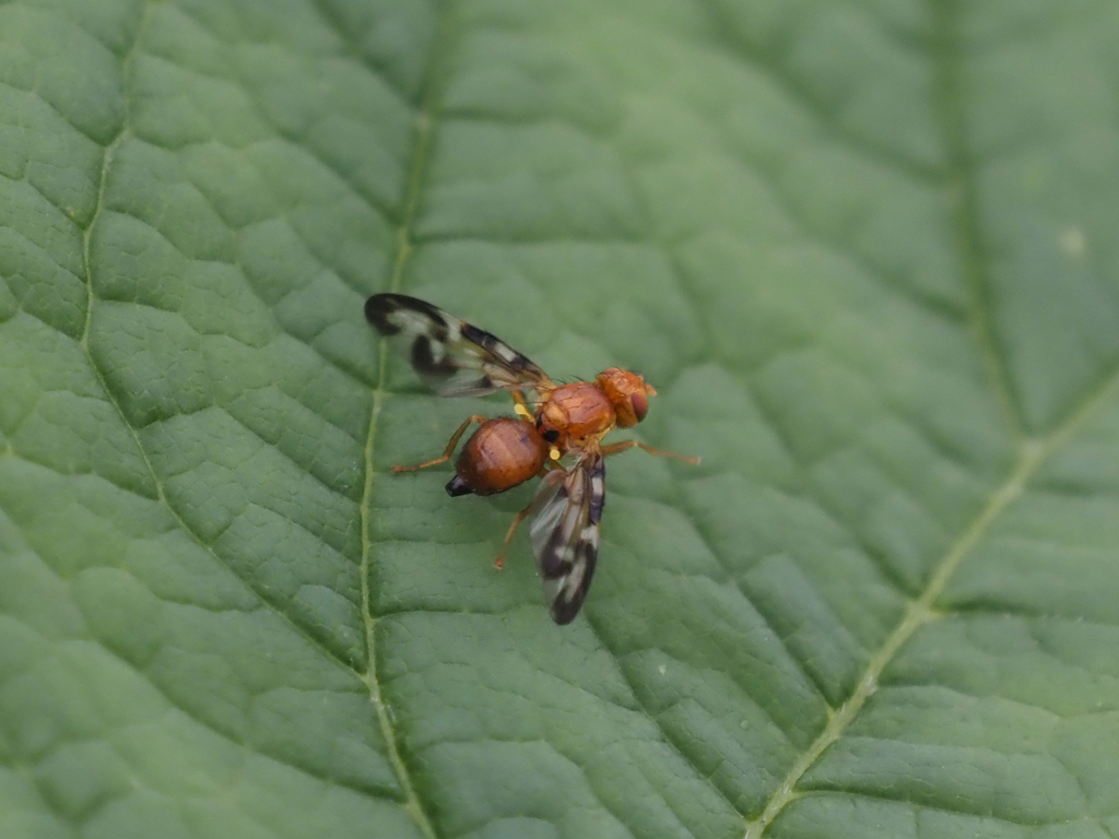 Euleia uncinata