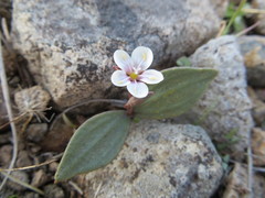 Claytonia crawfordii