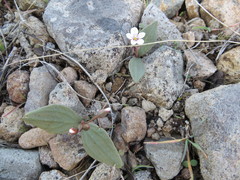 Claytonia crawfordii