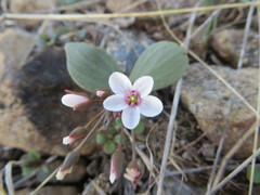 Claytonia crawfordii