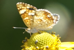 Phyciodes mylitta