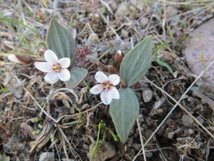 Claytonia crawfordii