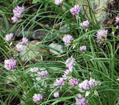 Allium geyeri
