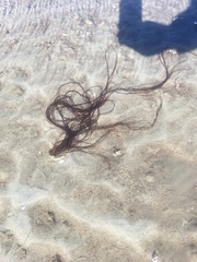 Gracilaria