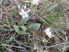 Claytonia crawfordii