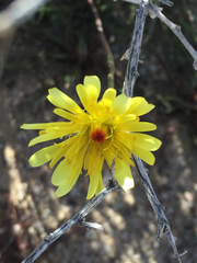 Malacothrix californica