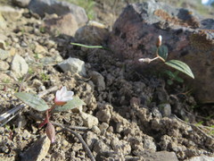 Claytonia crawfordii
