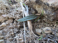 Claytonia crawfordii