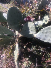 Opuntia tunoidea