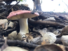 Russula silvicola