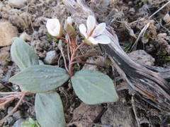 Claytonia crawfordii
