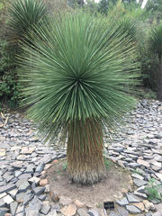 Yucca queretaroensis