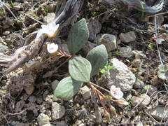Claytonia crawfordii