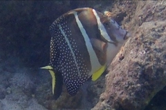 Acanthurus guttatus