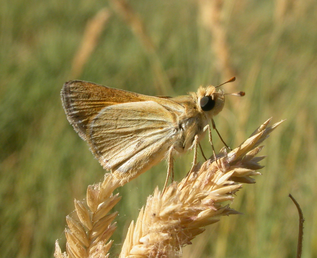 Alkali Skipper