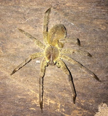 Phoneutria boliviensis