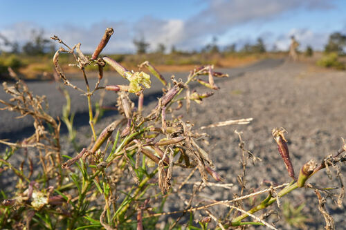 Silene hawaiiensis observed 2023-07-22