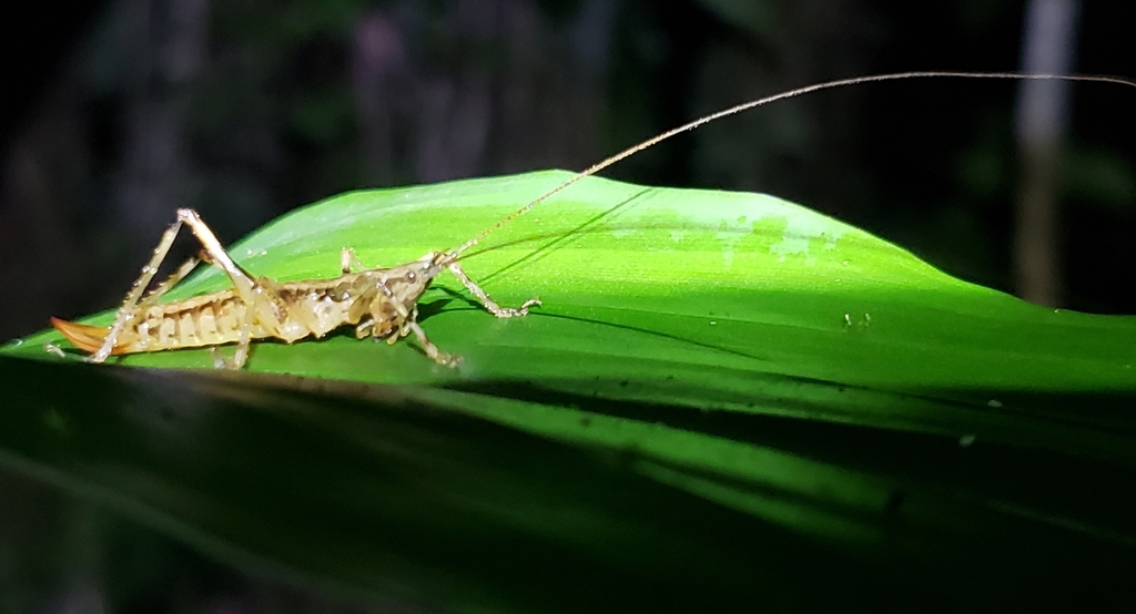 Acanthacara