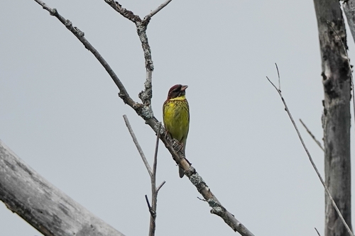 Escribano aureolado (Emberiza aureola)